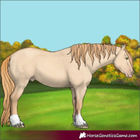 Horse Color:Gold Champagne Dun