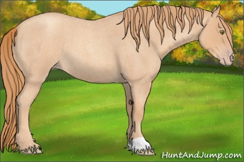Horse Color:Gold Champagne Roan