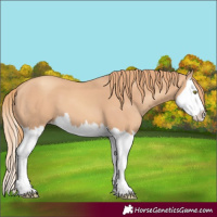 Horse Color:Gold Champagne Splash 