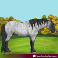 Horse Color:Blue Roan Rabicano 