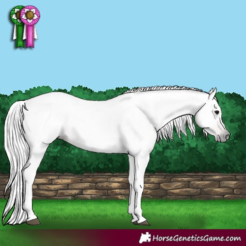Horse Color:Gray Bay 