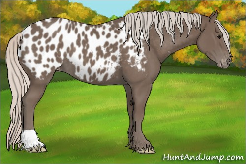 Horse Color:Silver Black Appaloosa 