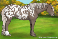 Horse Color:Silver Black Appaloosa 