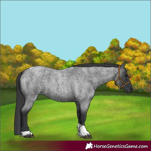 Horse Color:Blue Roan Tobiano 