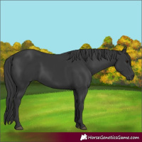 Horse Color:Black 