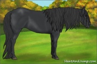 Horse Color:Black 