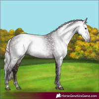 Horse Color:Gray Silver Brown Rabicano 