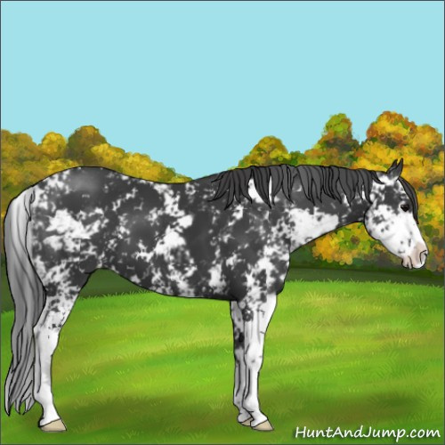 Horse Color:Black Sabino 