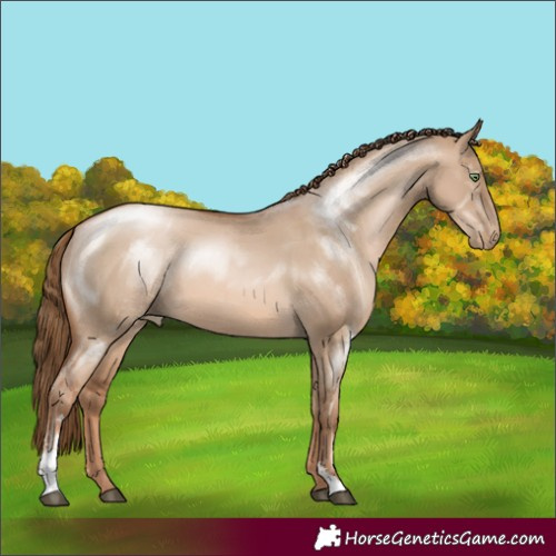 Horse Color:Liver Red Dun Pearl Sabino