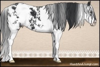 Horse Color:Black Sabino