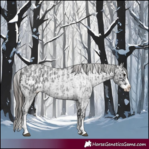 Horse Color:Blue Roan Sabino Splash and Blue Roan Sabino Splash Appaloosa