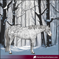 Horse Color:Blue Roan Sabino Splash  and Blue Roan Sabino Splash Appaloosa 