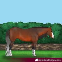 Horse Color:Bay 