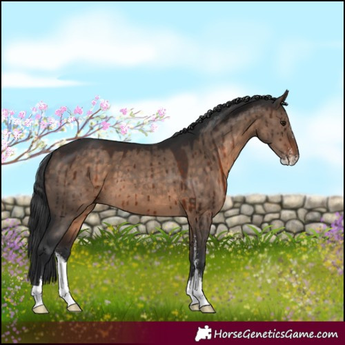 Horse Color:Brown Dun Sabino Brindle 