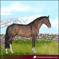 Horse Color:Brown Dun Sabino Brindle