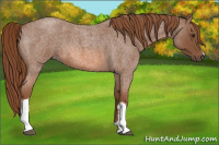 Horse Color:Red Roan
