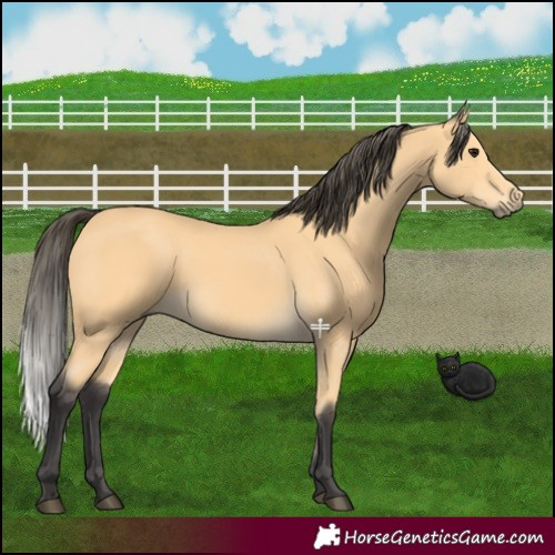 Horse Color:Buckskin 