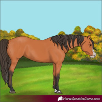 Horse Color:Bay Splash 