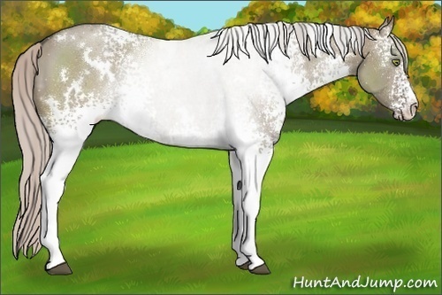 Horse Color:White Spotted Silver Grullo 