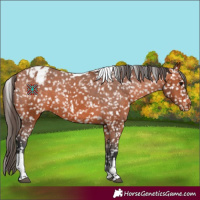 Horse Color:Bay Tobiano Appaloosa 