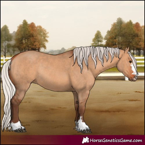 Horse Color:Silver Bay Dun Rabicano
