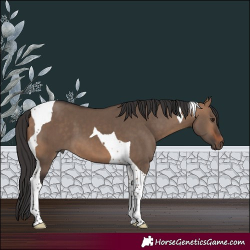 Horse Color:Bay Dun Tobiano 