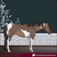 Horse Color:Bay Dun Tobiano 