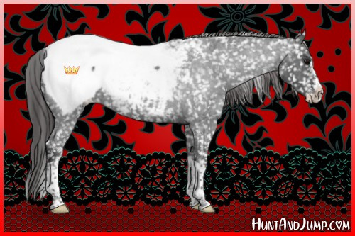Horse Color:Blue Roan Splash Tobiano Near Fewspot 