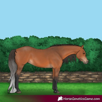 Horse Color:Bay 