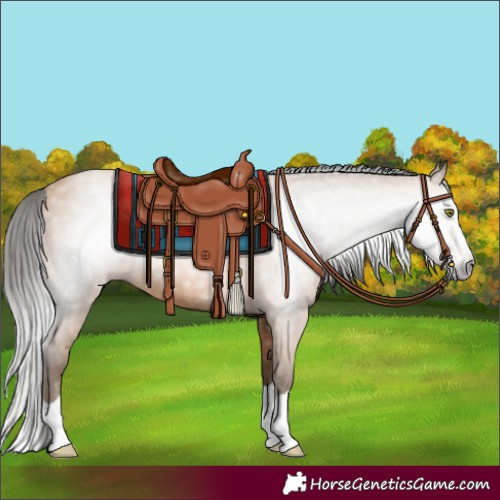 Horse Color:Gray Amber Champagne Splash 