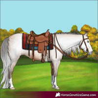 Horse Color:Gray Amber Champagne Splash 