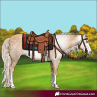 Horse Color:Gray Gold Cream Champagne 