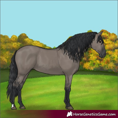 Horse Color:Grullo 