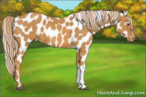Horse Color:Palomino Leopard 