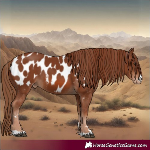 Horse Color:Chestnut Appaloosa 