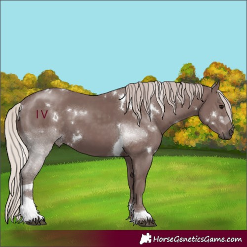 Horse Color:White Spotted Chocolate Silver Black Tobiano