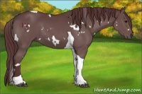 Horse Color:White Spotted Chocolate Black Tobiano 