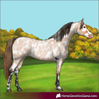 Horse Color:Bay Roan Dun Appaloosa