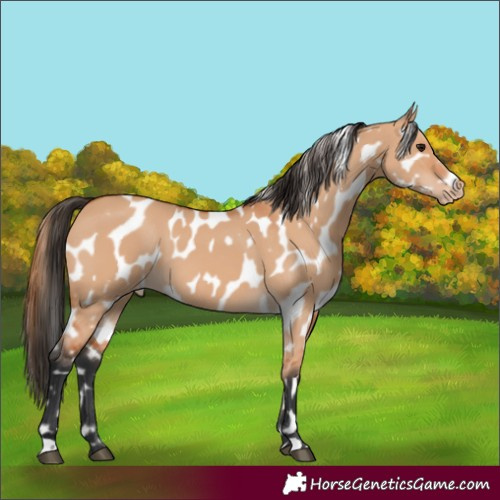 Horse Color:Bay Dun Leopard