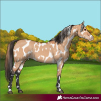 Horse Color:Bay Dun Leopard 