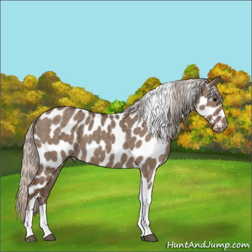 Horse Color:Silver Grullo Tobiano Leopard
