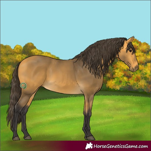 Horse Color:Buckskin 