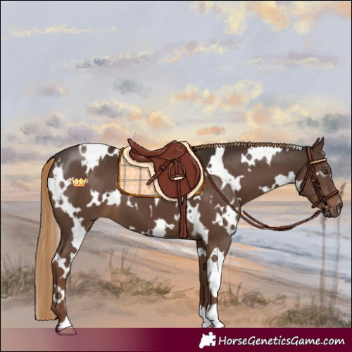 Horse Color:White Spotted Liver Chestnut 