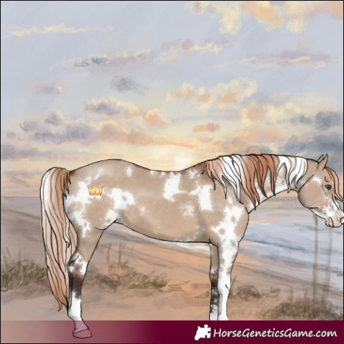 Horse Color:White Spotted Liver Red Dun Sabino 