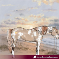 Horse Color:White Spotted Liver Red Dun Sabino