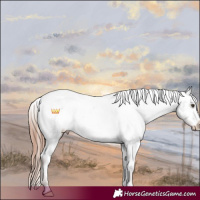 Horse Color:White Spotted Liver Chestnut Appaloosa 