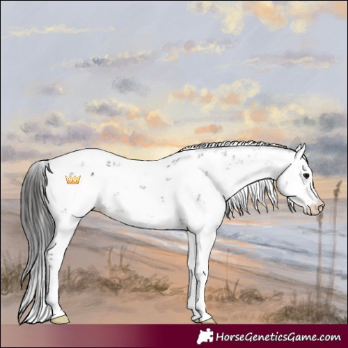 Horse Color:Brown Sabino 