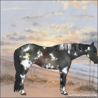Horse Color:White Spotted Brown Sabino 