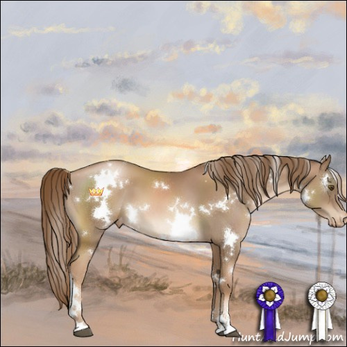 Horse Color:White Spotted Liver Chestnut Pearl Sabino Appaloosa 