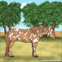 Horse Color:Chestnut Appaloosa 